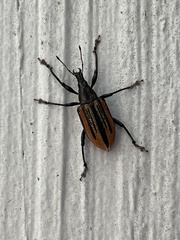 Diaprepes abbreviatus