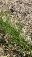 Eleocharis palustris