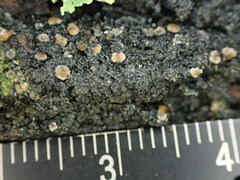 Fuscopannaria leucosticta