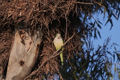 Myiopsitta monachus