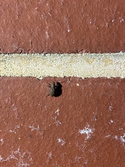 Pantomorus cervinus