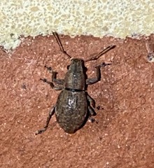 Pantomorus cervinus