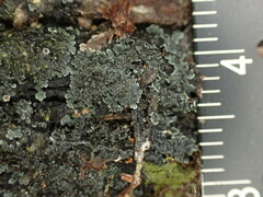 Fuscopannaria leucosticta