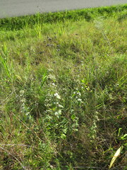 Pycnanthemum curvipes