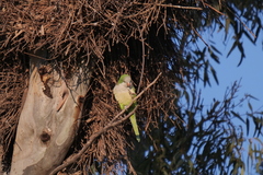 Myiopsitta monachus