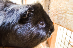 Cavia porcellus