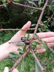 Prunus spinosa