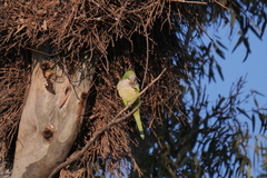 Myiopsitta monachus