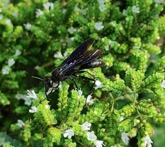 Sphex pensylvanicus