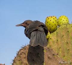Melanotis caerulescens