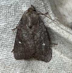 Pseudorthodes vecors