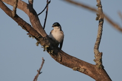 Tachycineta leucorrhoa