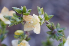 Lachnaea axillaris