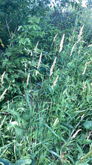 Phalaris arundinacea