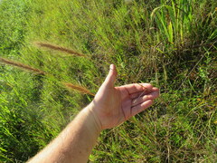 Elymus glabriflorus