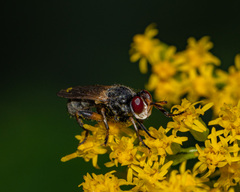 Thecophora