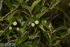 Styrax matsumuraei