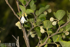 Styrax matsumuraei