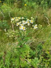 Doellingeria umbellata