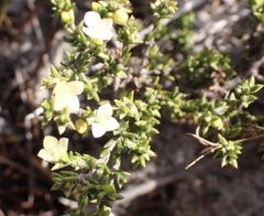 Lachnaea axillaris