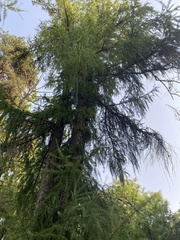 Larix decidua