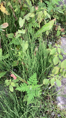 Equisetum arvense