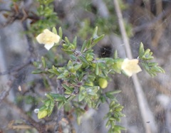 Lachnaea axillaris
