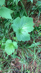 Geum macrophyllum