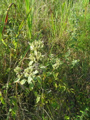 Pycnanthemum curvipes