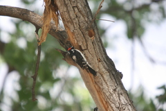 Dryobates pubescens