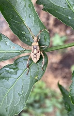 Leptoglossus occidentalis