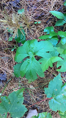 Nabalus trifoliolatus