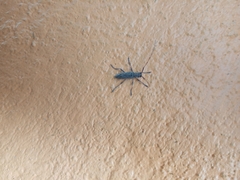 Cerambycidae