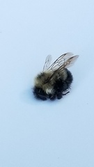 Bombus vagans