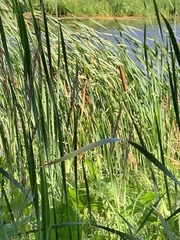 Typha angustifolia
