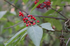 Sambucus sibirica