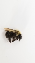 Bombus vagans