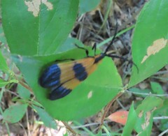 Calopteron terminale