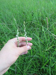 Spiranthes lacera gracilis