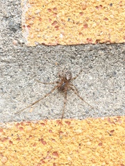 Zygiella x-notata