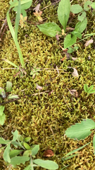 Pleurozium schreberi