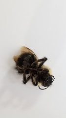 Bombus vagans