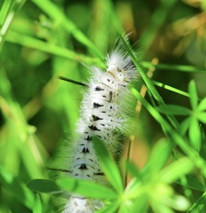 Lophocampa caryae