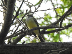 Myiopagis viridicata