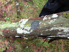 Fuscopannaria leucosticta