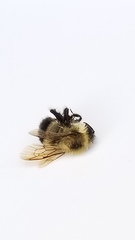 Bombus vagans