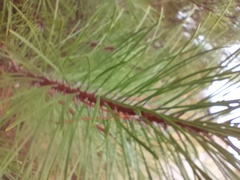 Pinus pinaster