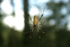 Trichonephila clavipes