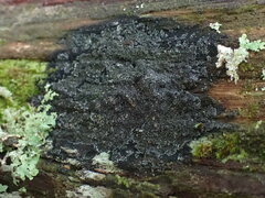 Fuscopannaria leucosticta