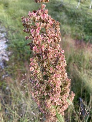 Rumex longifolius